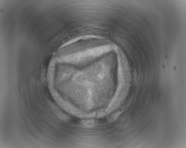 X0000080720181200701051043