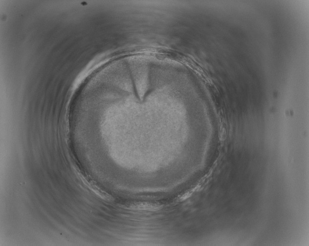 X0000080720198200701051042