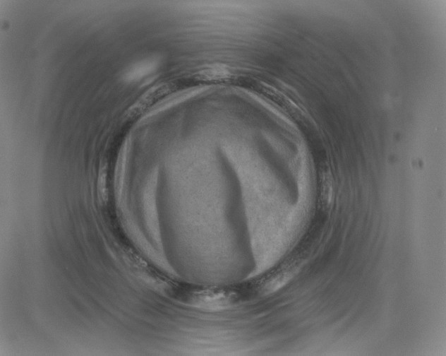 X0000080720267200701051041