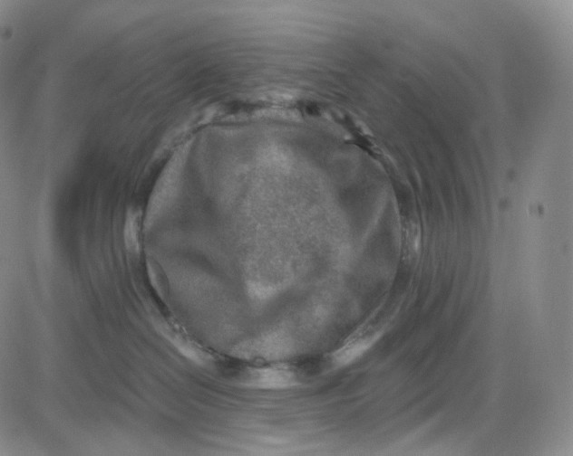 X0000080720286200701051042