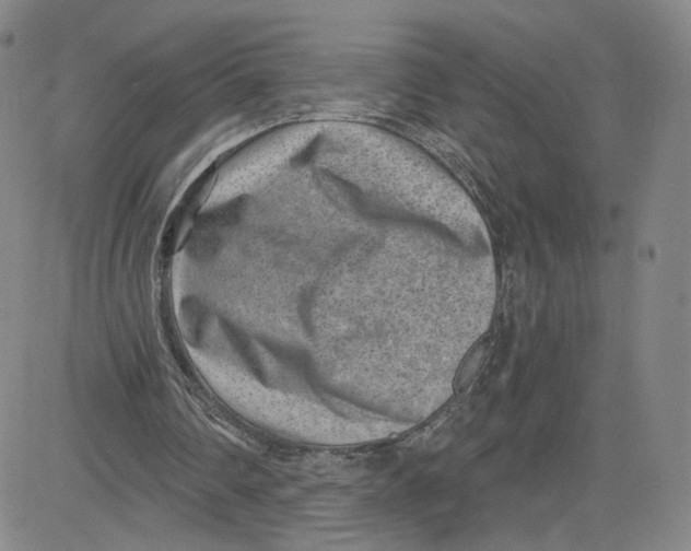 X0000080720290200701051041