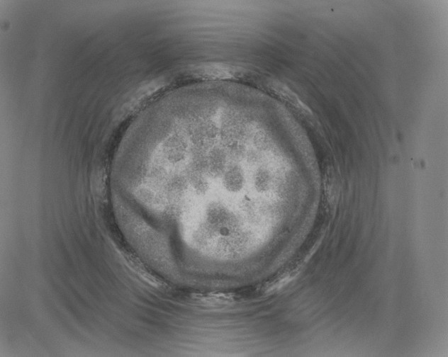 X0000080720359200701051040