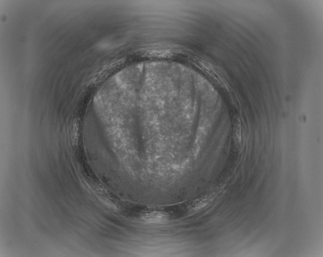 X0000080720551200701051037