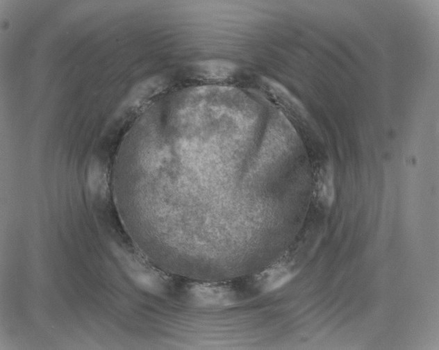 X0000080720568200701051037