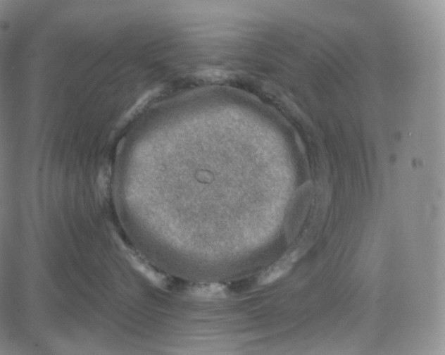 X0000080720576200701051037