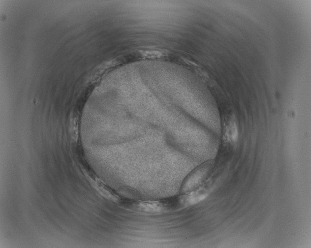 X0000080720666200701051035