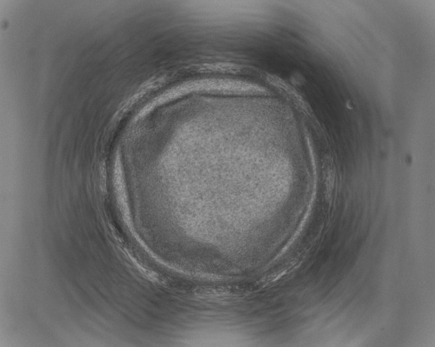 X0000080720729200701051033