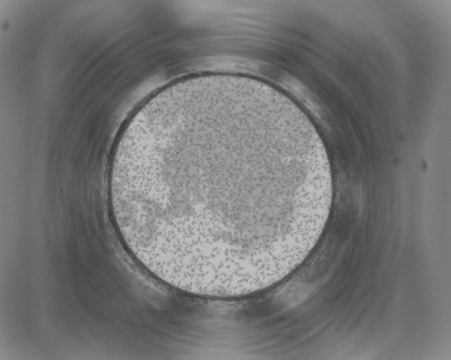 X0000080720848200701051032