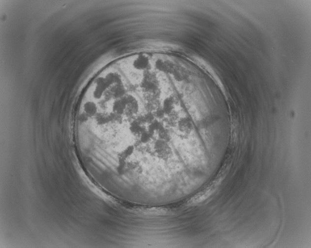 X0000080720851200701051032