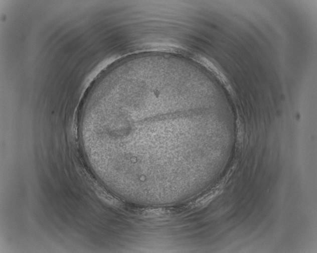 X0000080720883200701051031