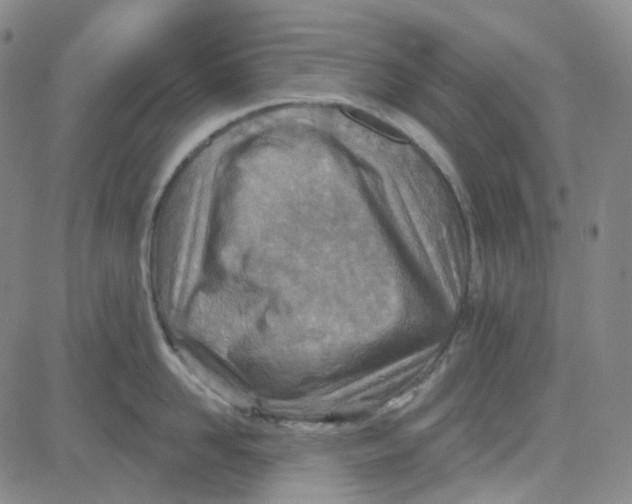 X0000080720958200701051031