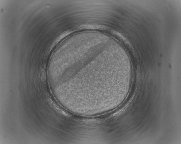 X0000080721025200701051029