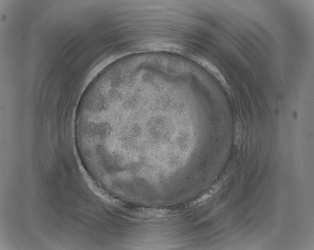 X0000080721039200701051029