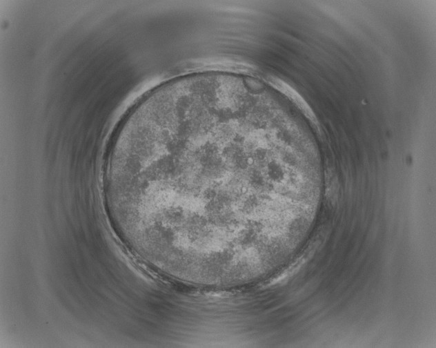 X0000080721043200701051029