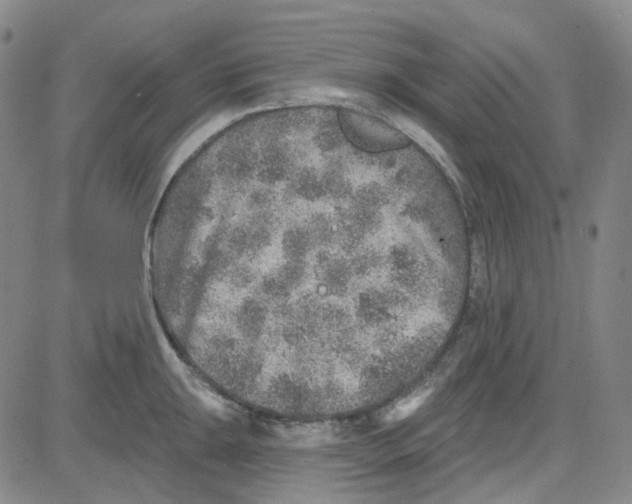 X0000080721047200701051029