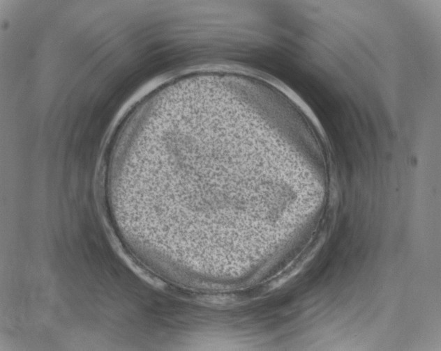 X0000080721053200701051029