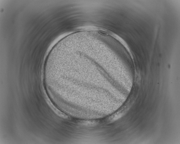 X0000080721195200701051026