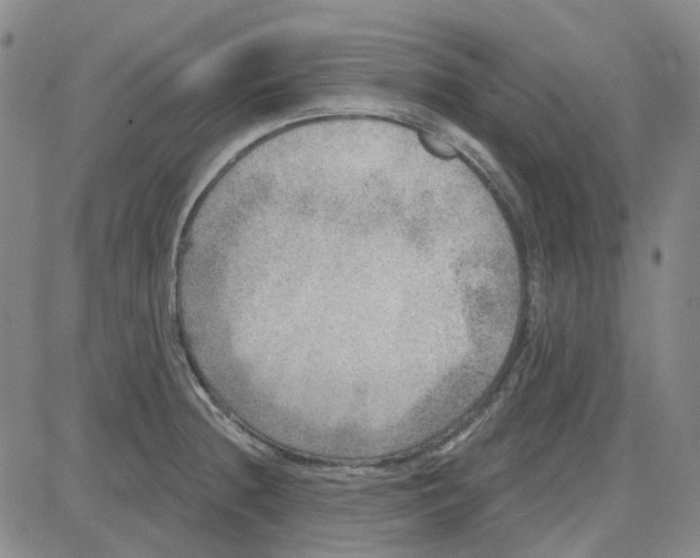 X0000080721236200701051026