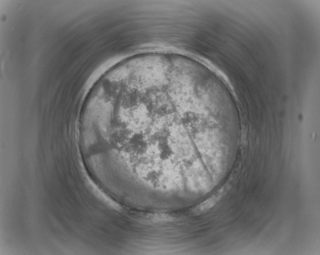 X0000080721239200701051026