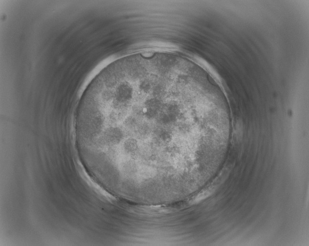 X0000080721243200701051026