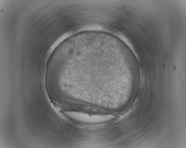 X0000080721245200701051026