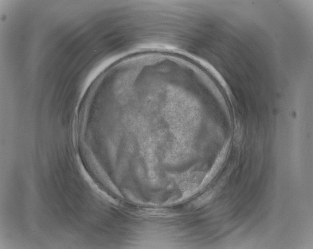 X0000080721295200701051025