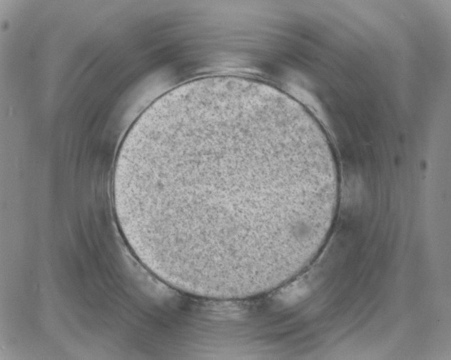 X0000080721338200701051025