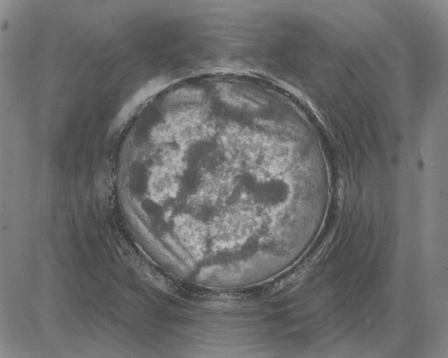 X0000080721359200701051024