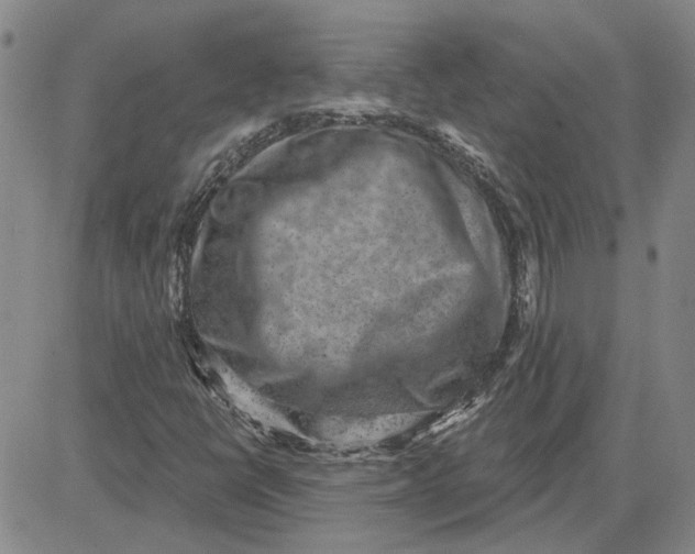 X0000080721398200701051022