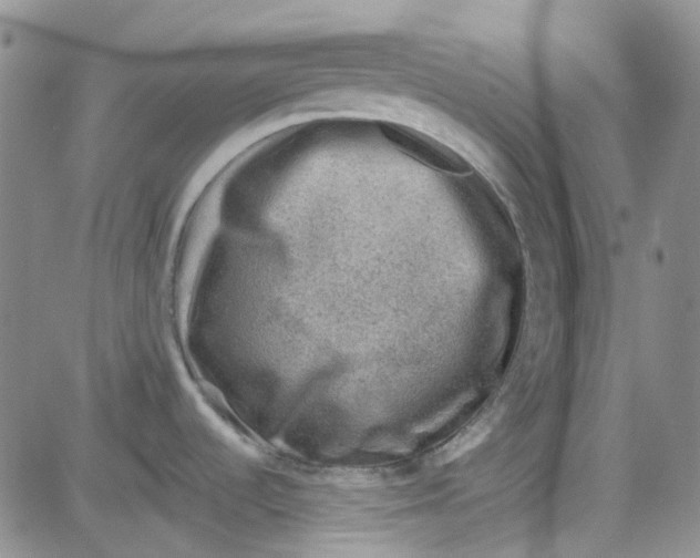 X0000080721536200701051022