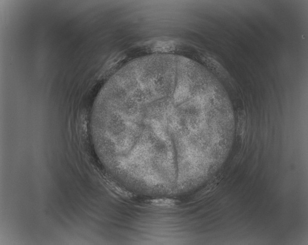 X0000080720363200701121850