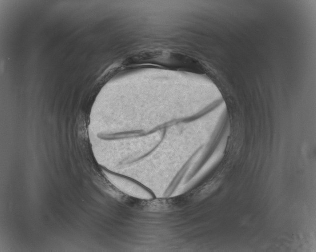 X0000080720384200701121850