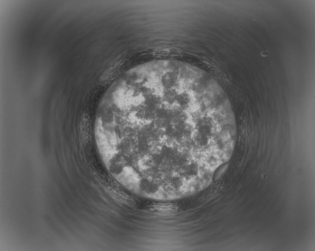 X0000080720659200701121845