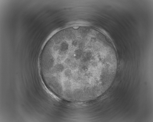 X0000080721243200701121835