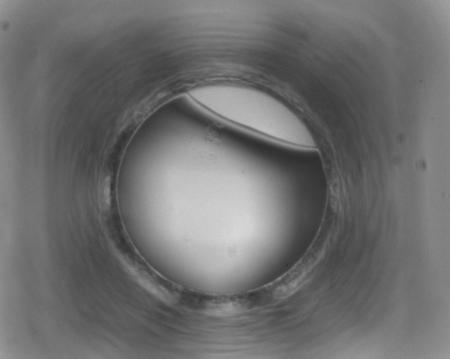 X0000080730454200612150907