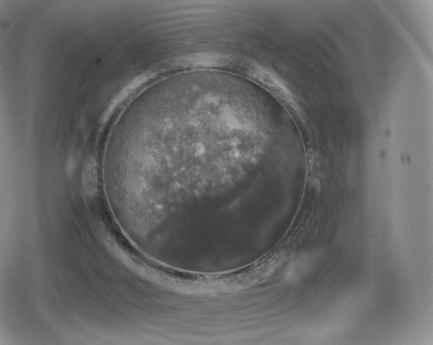 X0000080730012200612151236