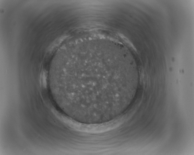 X0000080730026200612151235