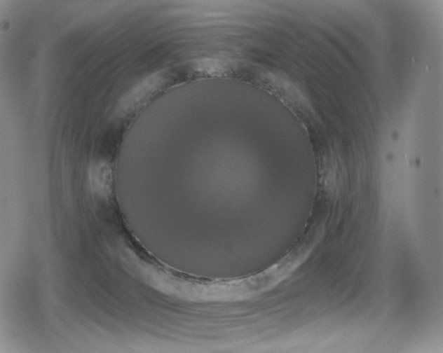 X0000080730036200612151235