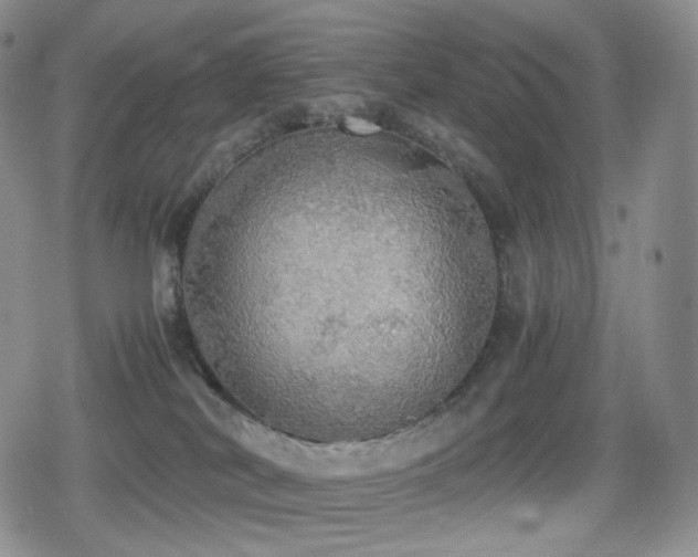 X0000080730038200612151235