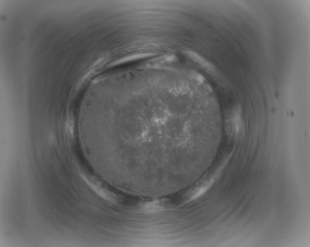 X0000080730072200612151235