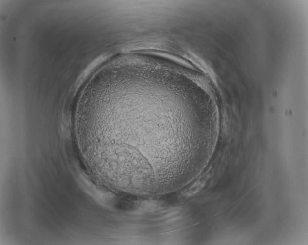 X0000080730107200612151234