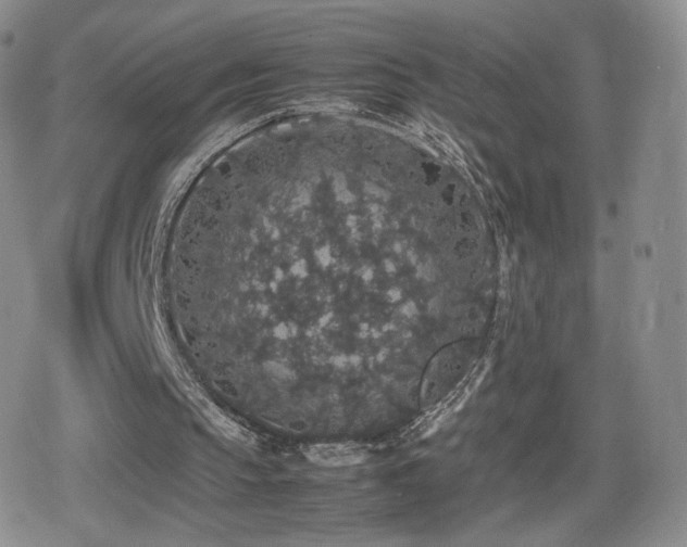 X0000080730145200612151233