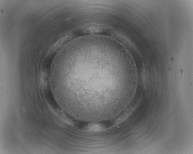 X0000080730218200612151232