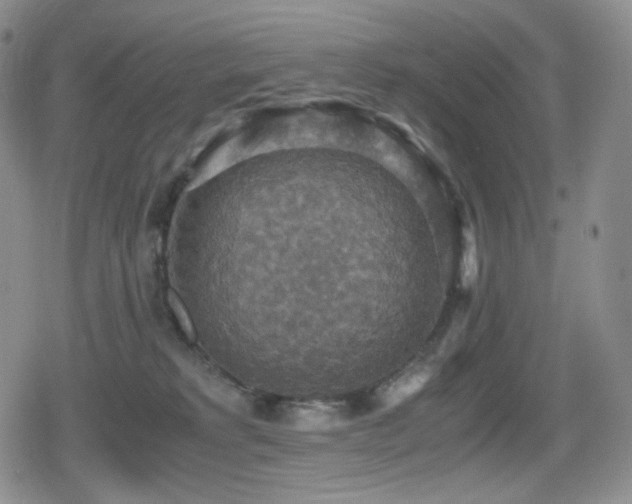 X0000080730229200612151232