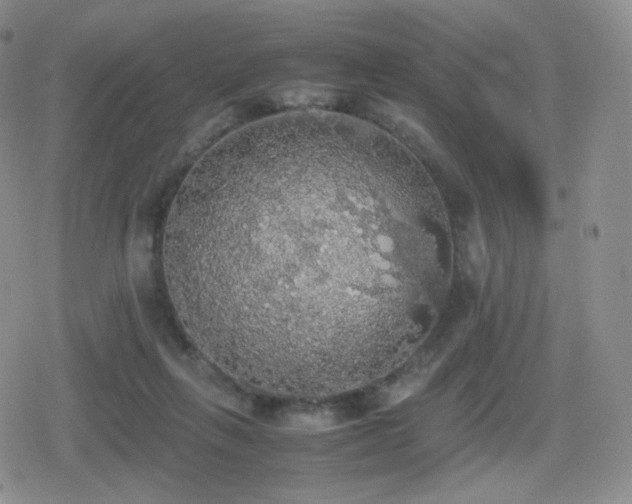 X0000080730263200612151231