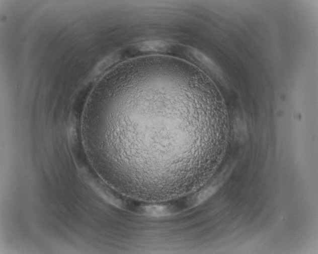 X0000080730265200612151231