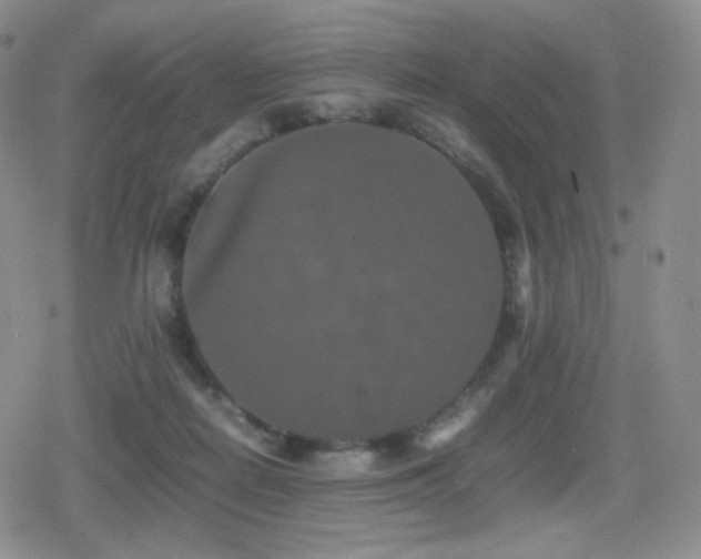 X0000080730266200612151231