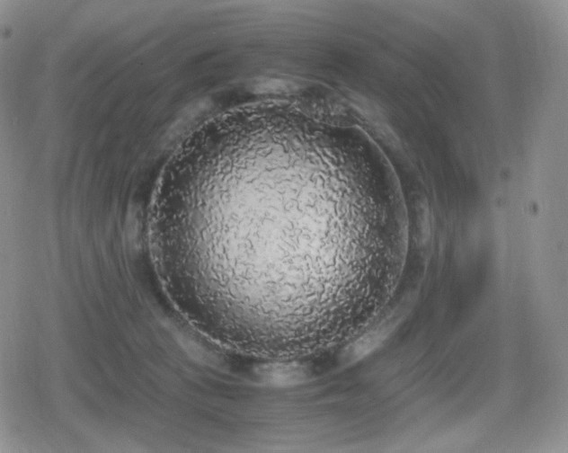 X0000080730273200612151232