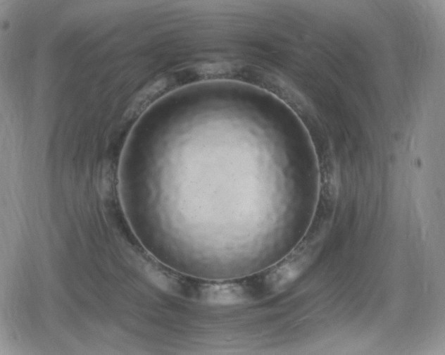 X0000080730277200612151232