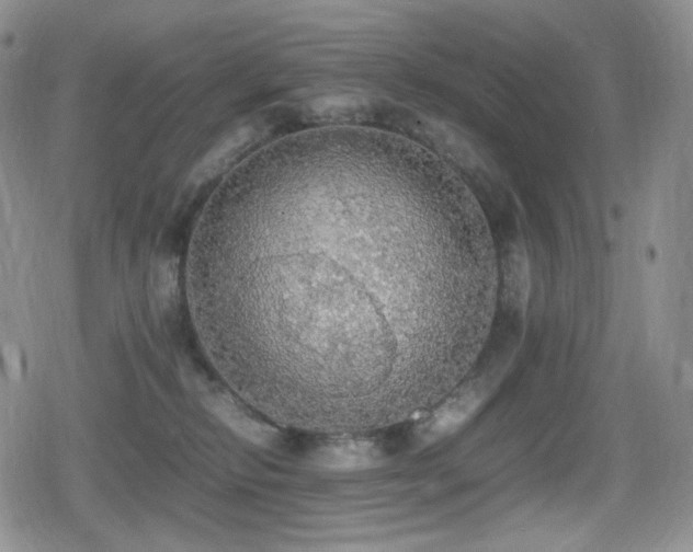 X0000080730278200612151232